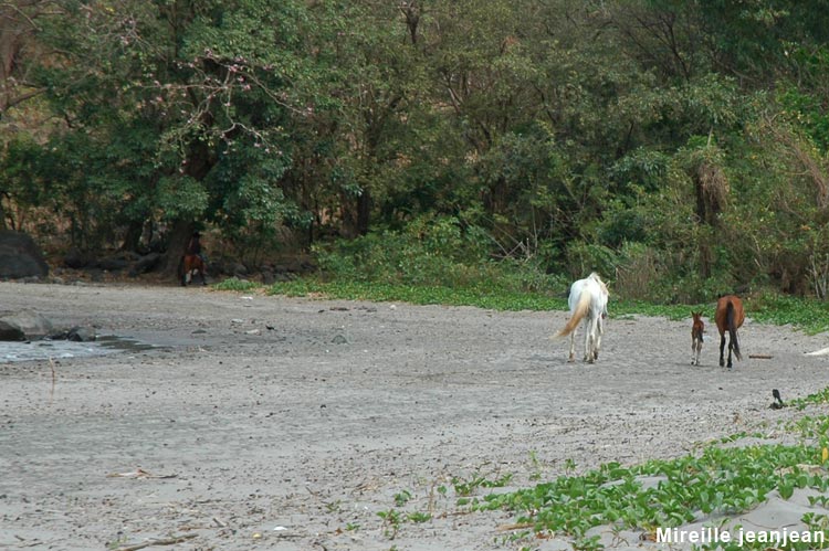 cheval4