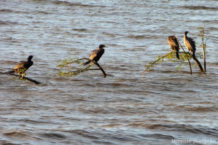 cormoran
