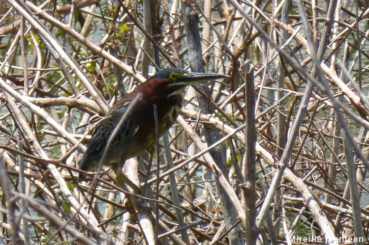 heron