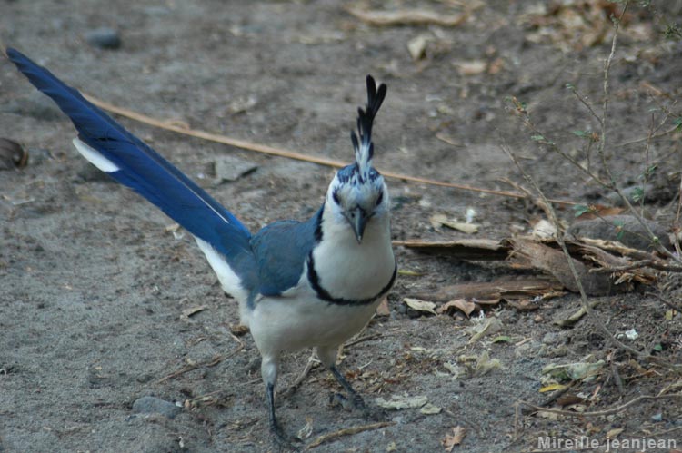 oiseau-bleu3