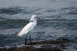 aigrette1