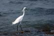 aigrette2