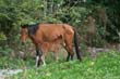 cheval5