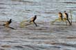 cormoran