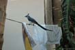oiseau-bleu1