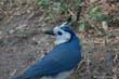 oiseau-bleu4