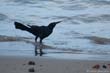 oiseau-noir1