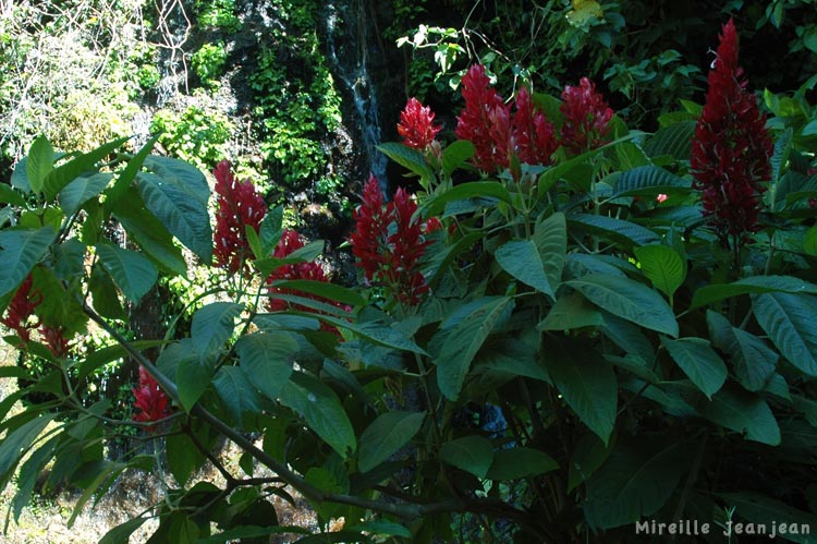buissonrouge