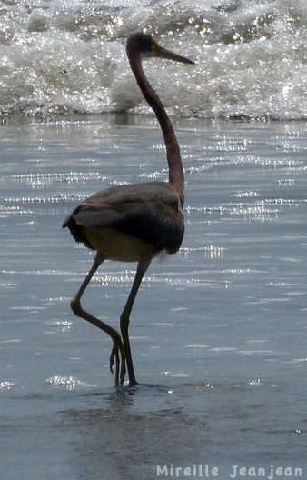 oiseau-cuco4b