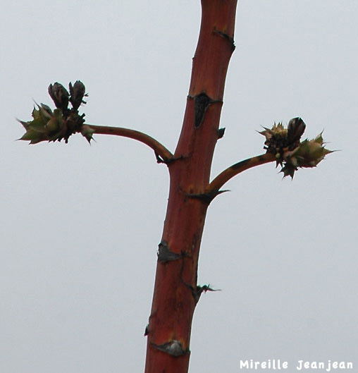 plant-slv2b