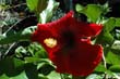 hibiscus-rouge