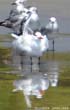 mouette-ebourif