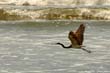 oiseau-cuco1